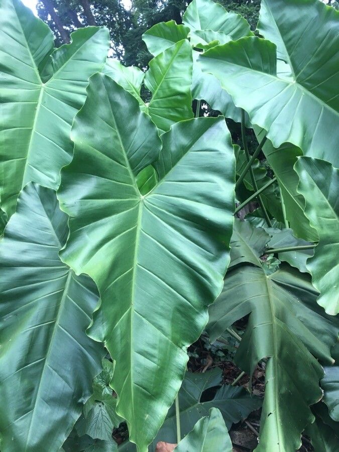 Thaumatophyllum solimoesense leaf