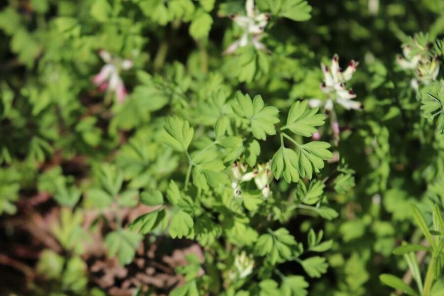 Fumaria capreolata leaf