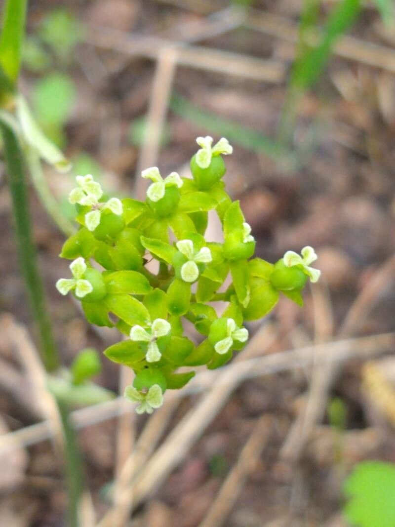 Smilax ecirrhata flower