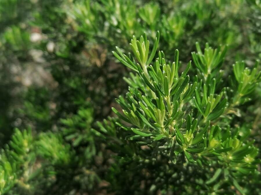 Genista linifolia — search result for 'Canary Islands'