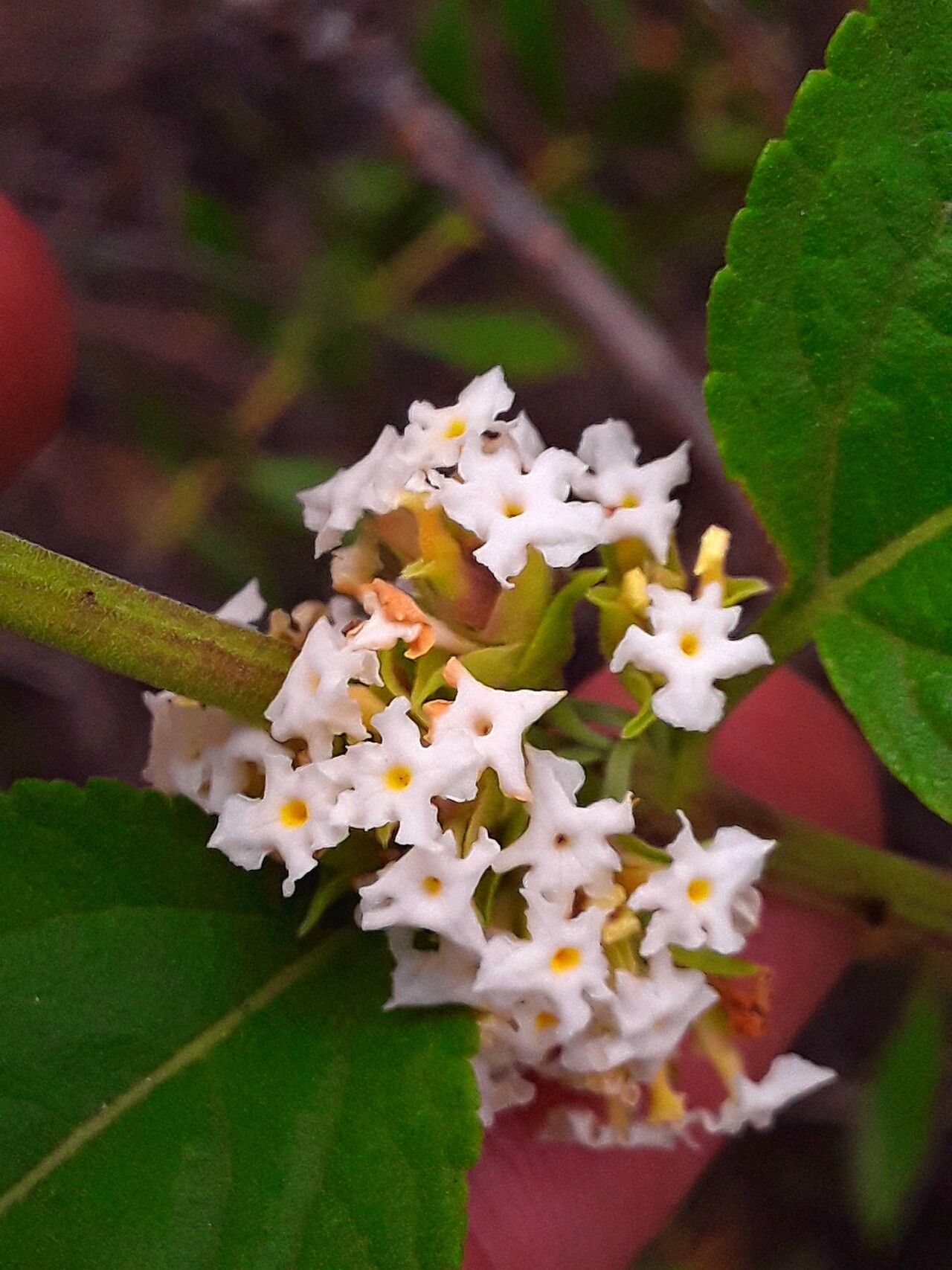 Lippia grata — search result for 'Lippia'