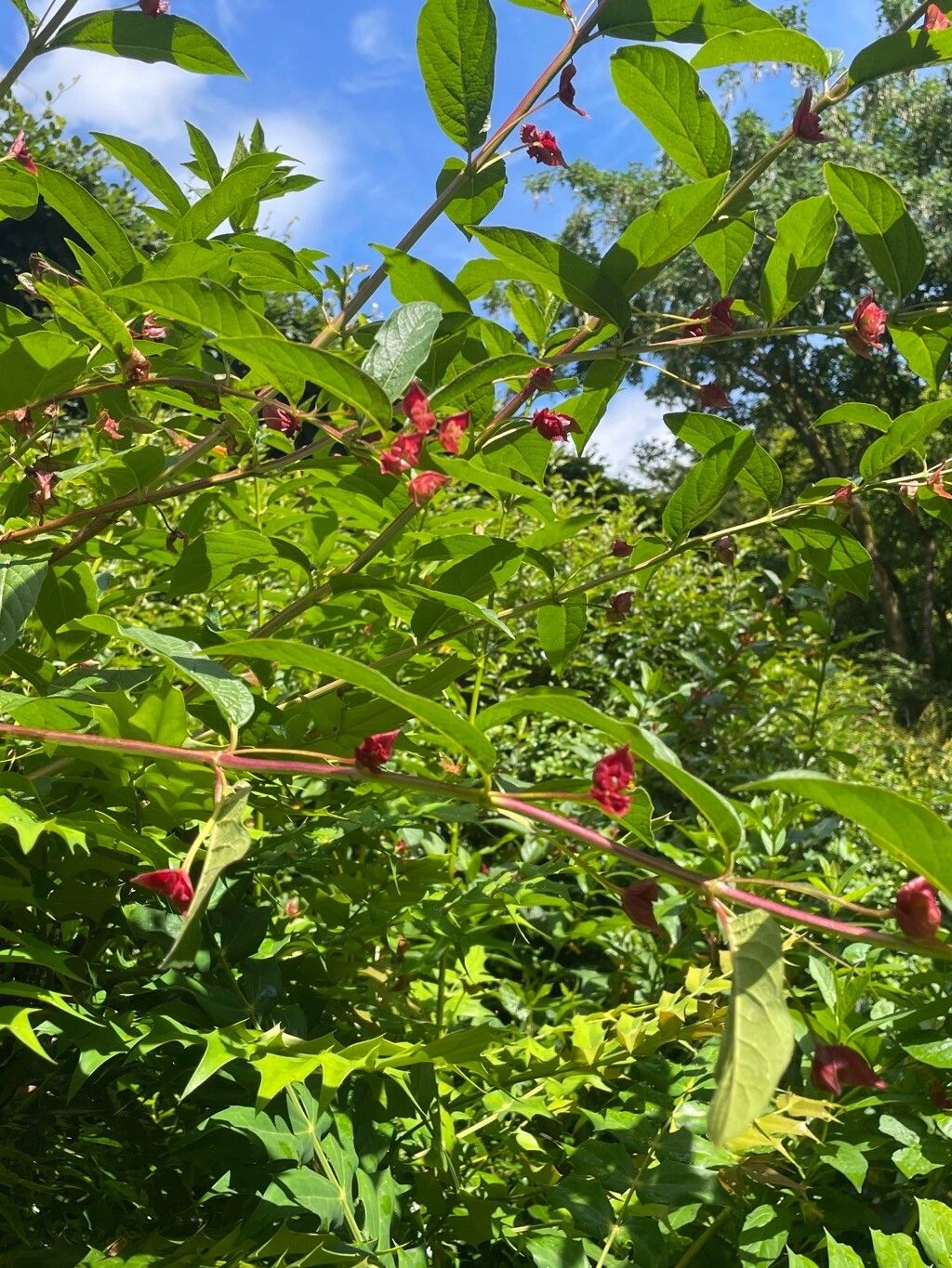 Lonicera involucrata flower