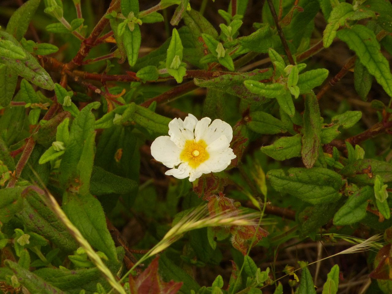 Cistus psilosepalus flower