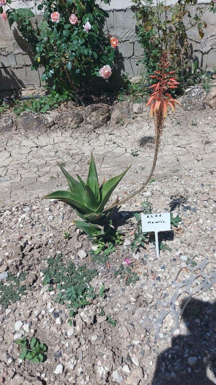 Aloe mawii — houseplant care guide