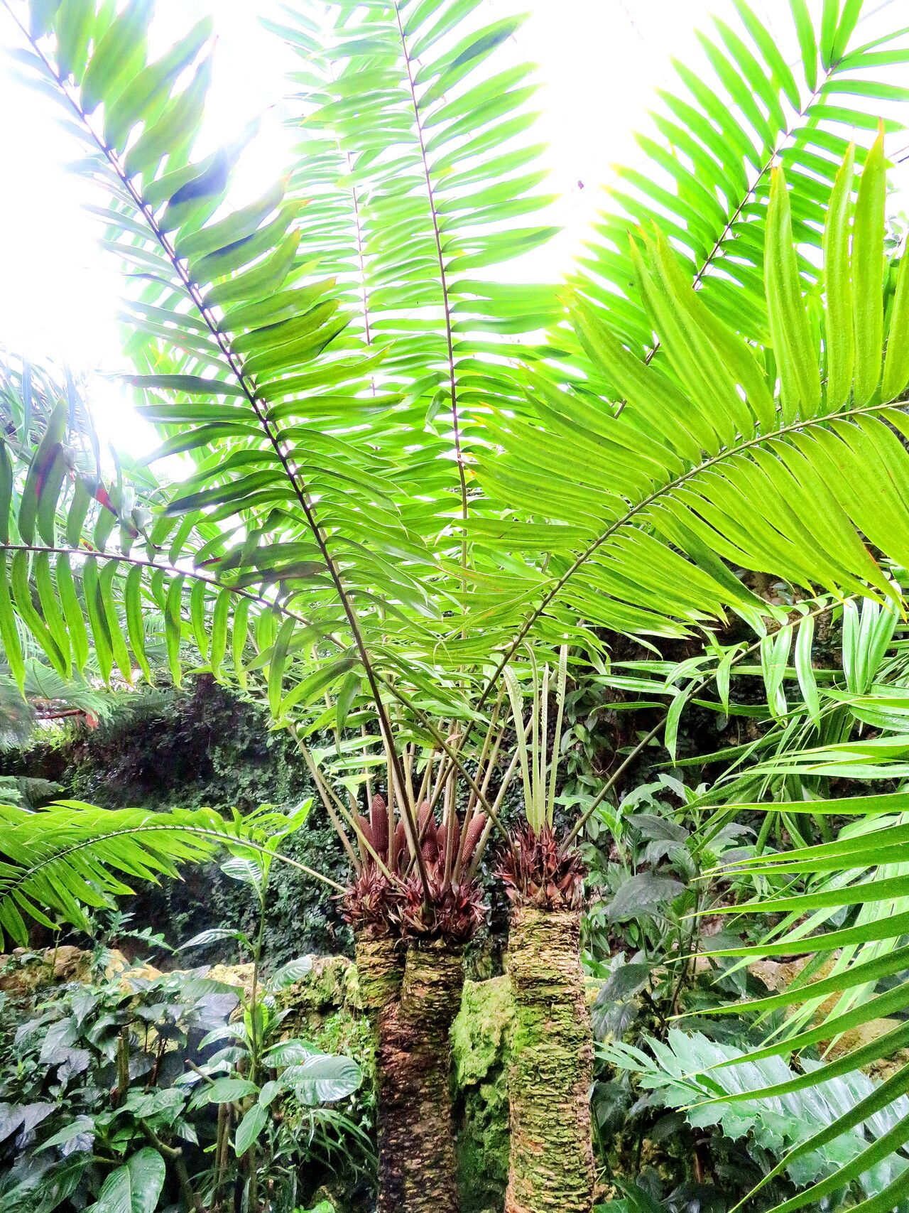 Zamia lindenii habit
