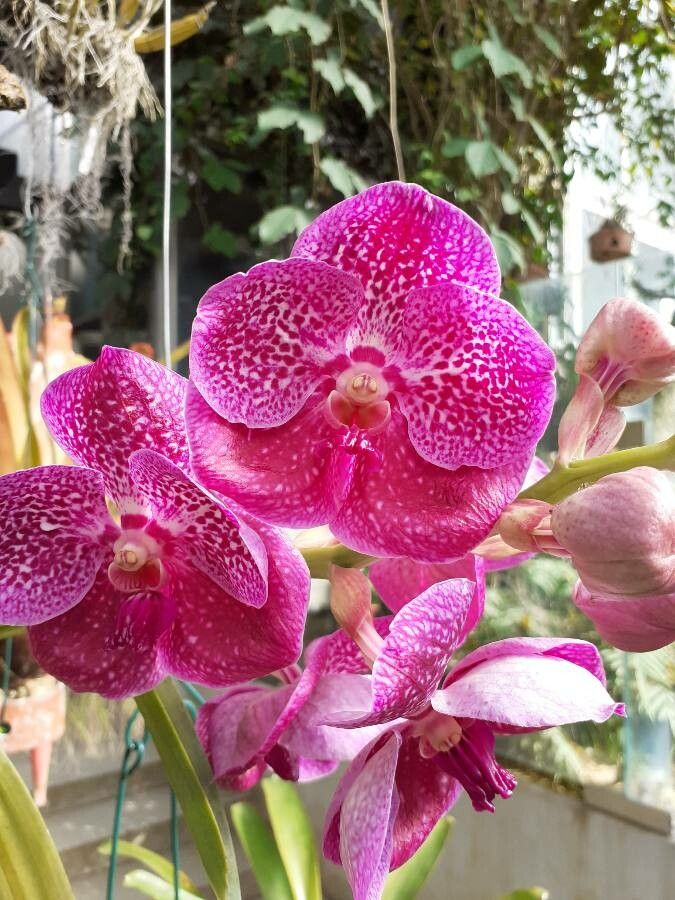 Vanda hindsii — search result for 'Vanda'