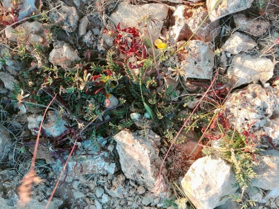 Hippocrepis scabra habit