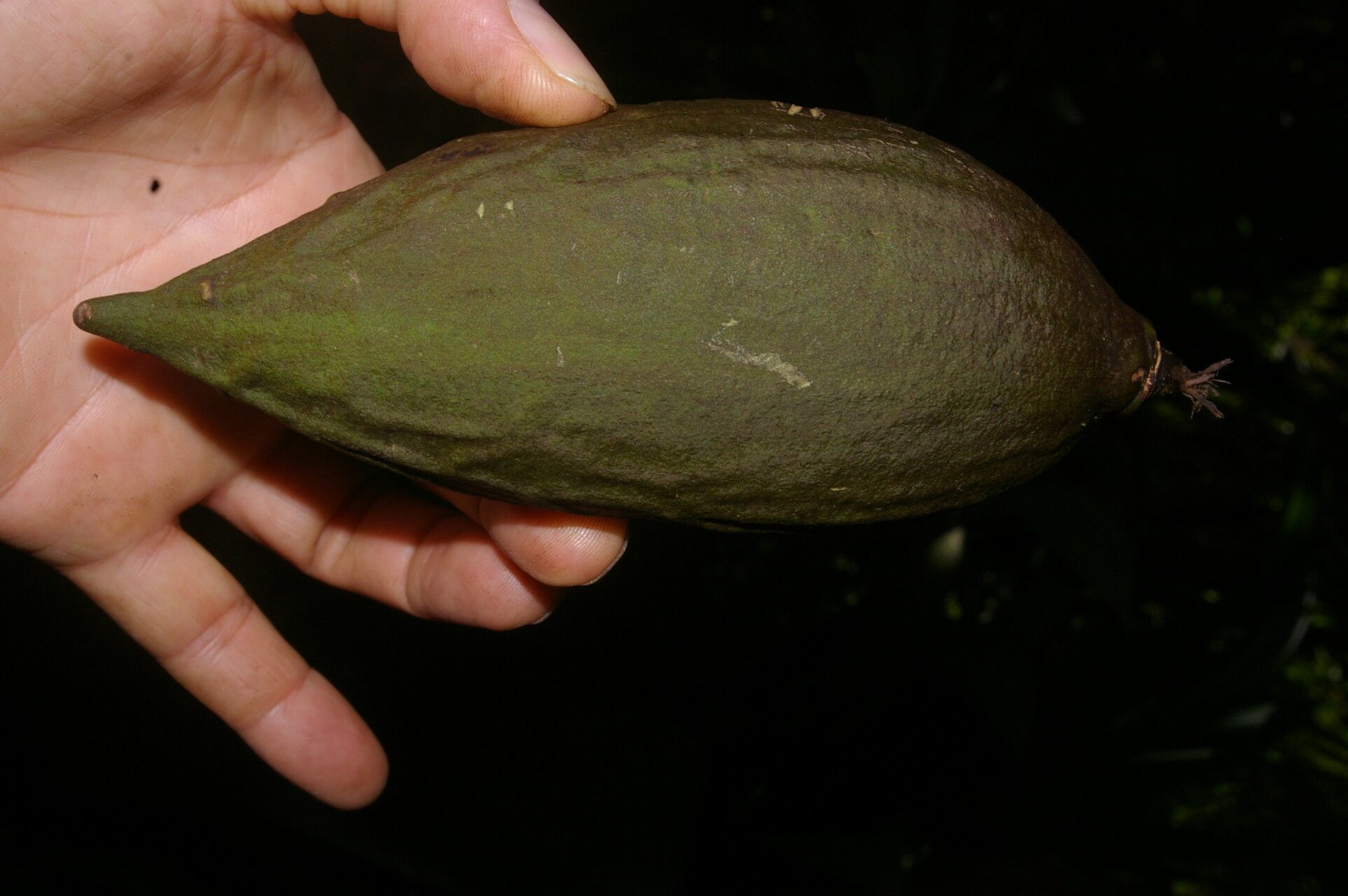 Amphitecna gentryi bark