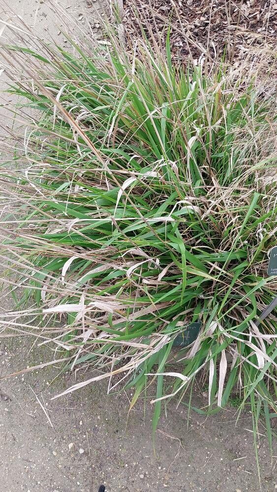 Achnatherum paradoxum — related species from the same genus