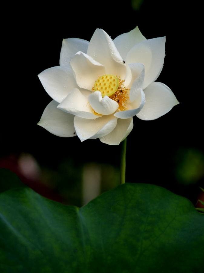 Nelumbo nucifera flower