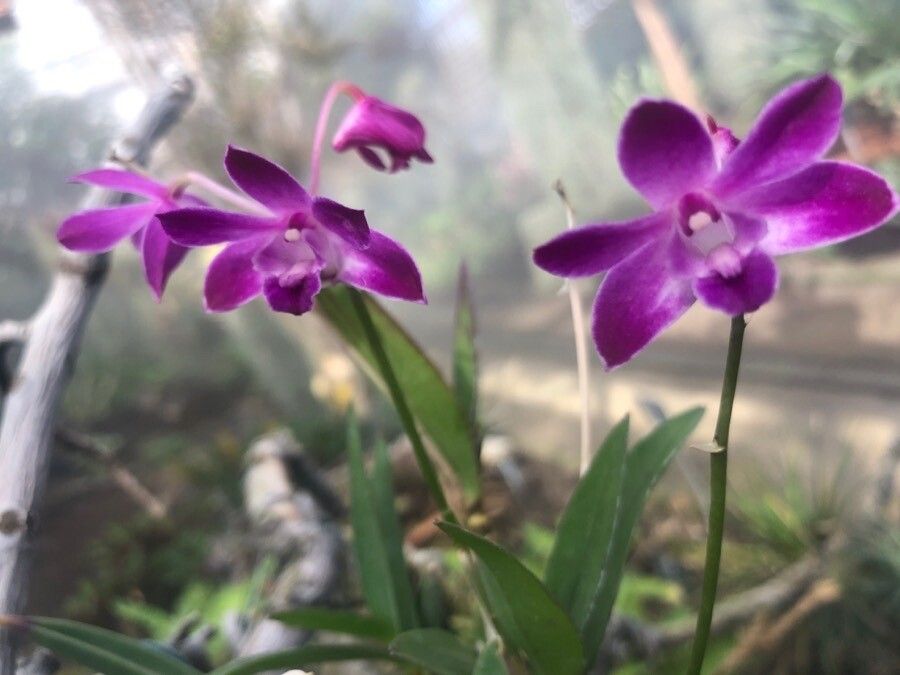 Dendrobium kingianum flower