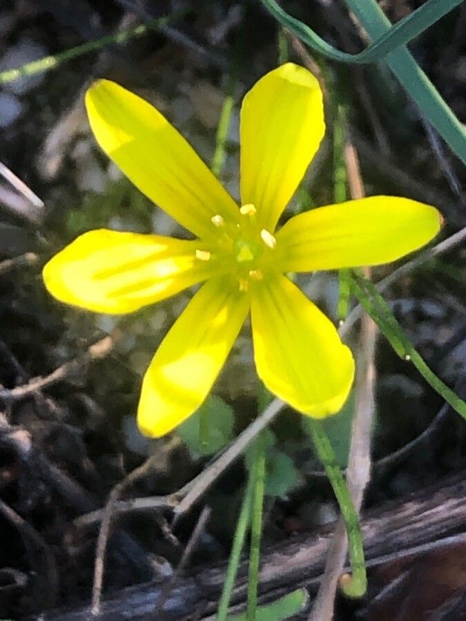 Gagea nevadensis — search result for 'Gagea'