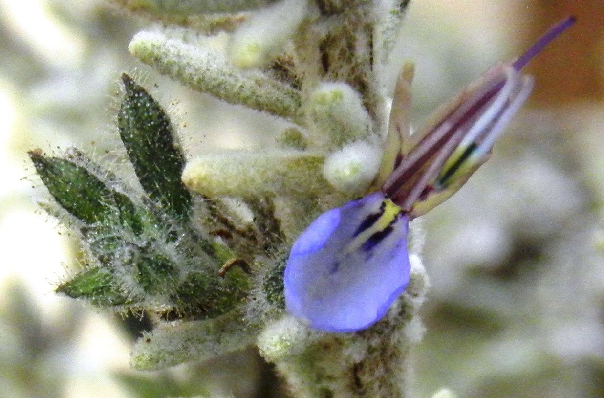 Salvia granatensis other