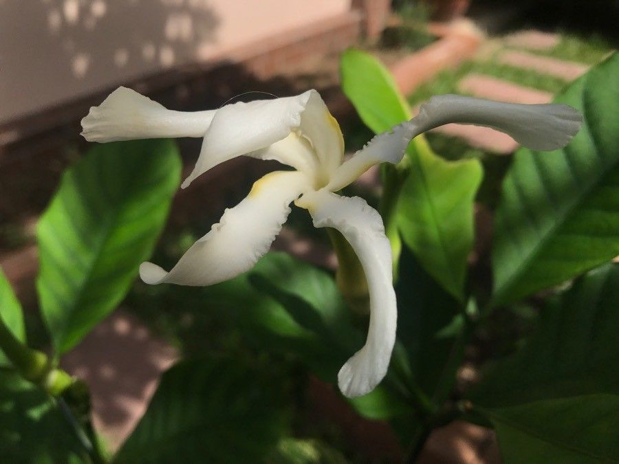 Tabernaemontana amygdalifolia flower