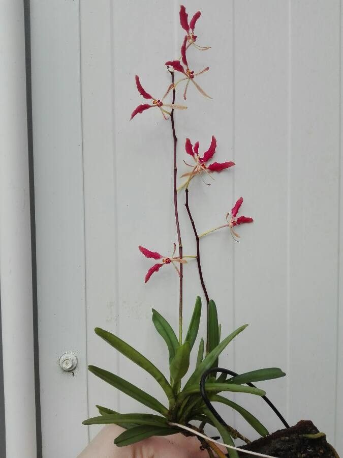Renanthera vietnamensis habit