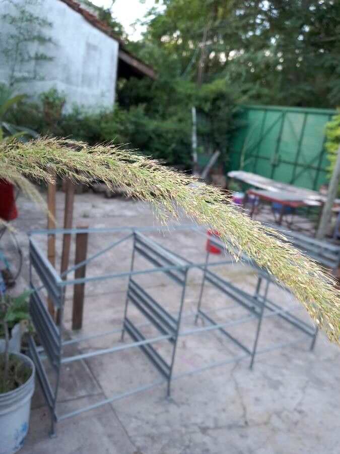 Setaria palmifolia flower