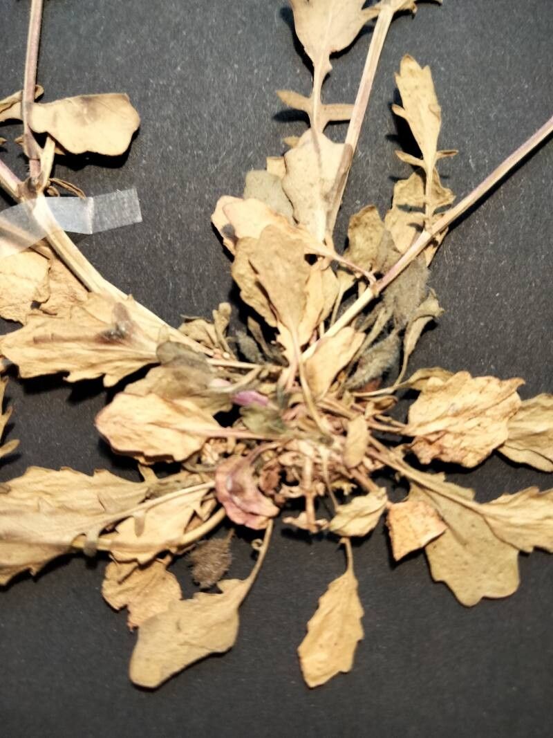 Barbarea plantaginea — search result for 'Barbarea'