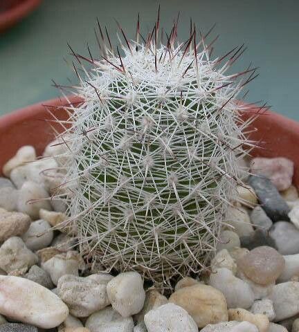 Cochemiea albicans habit