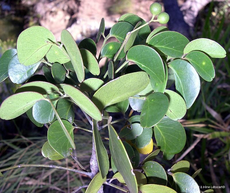 Zanthoxylum pancheri habit