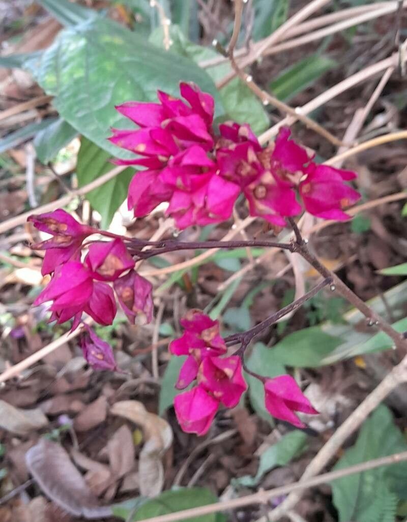 Clerodendrum × speciosum flower