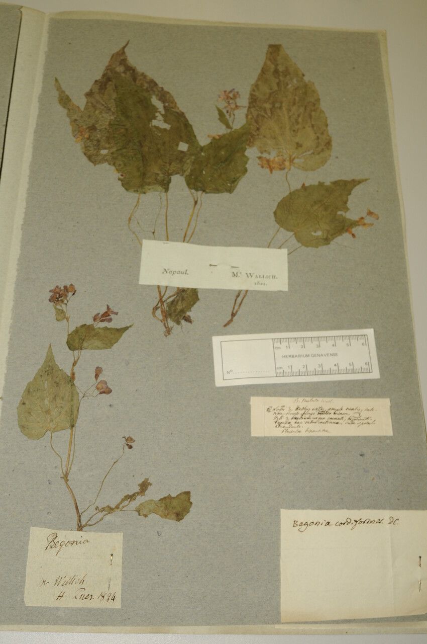 Begonia rubella other