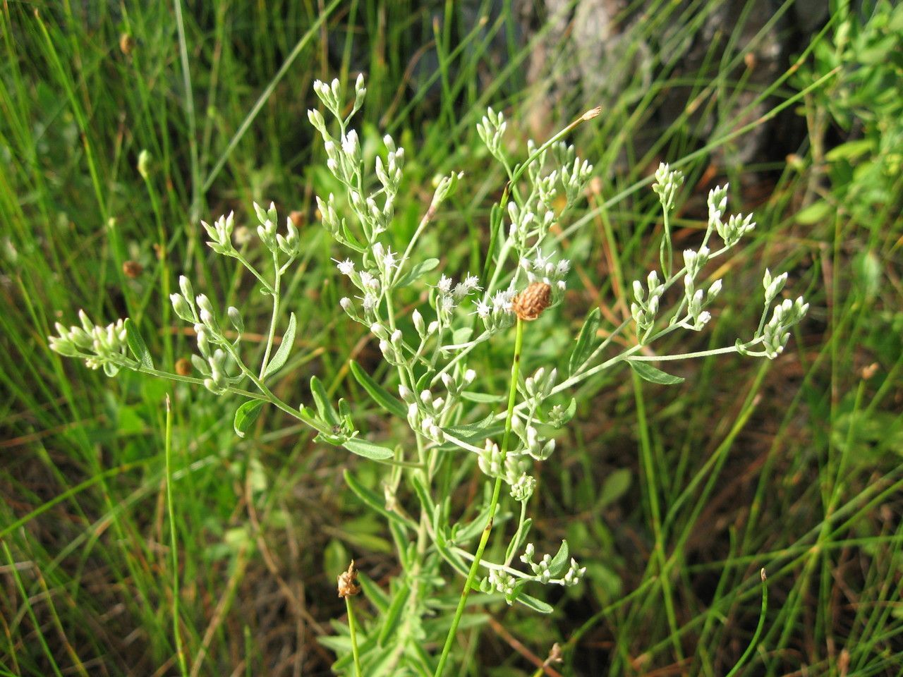Eupatorium mohrii flower