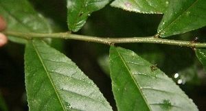 Casearia nitida — houseplant care guide