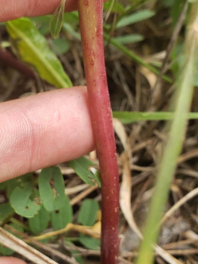 Oenothera triloba bark