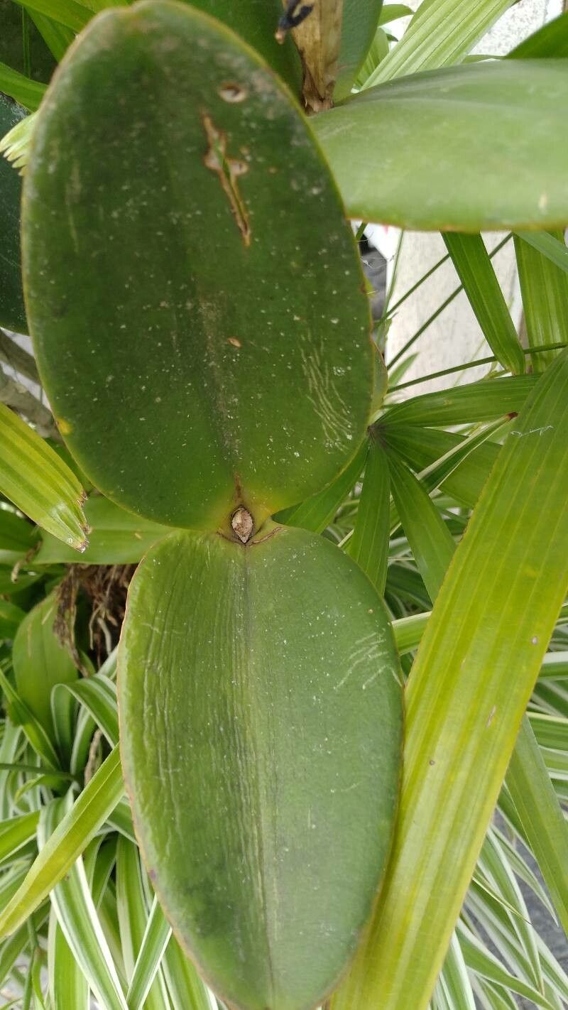 Cattleya loddigesii leaf