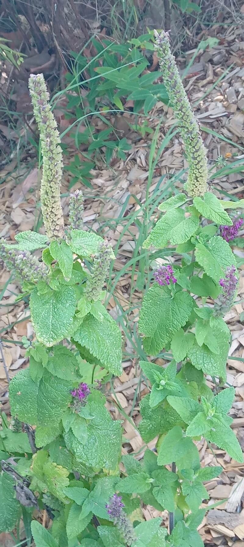 Teucrium hircanicum habit