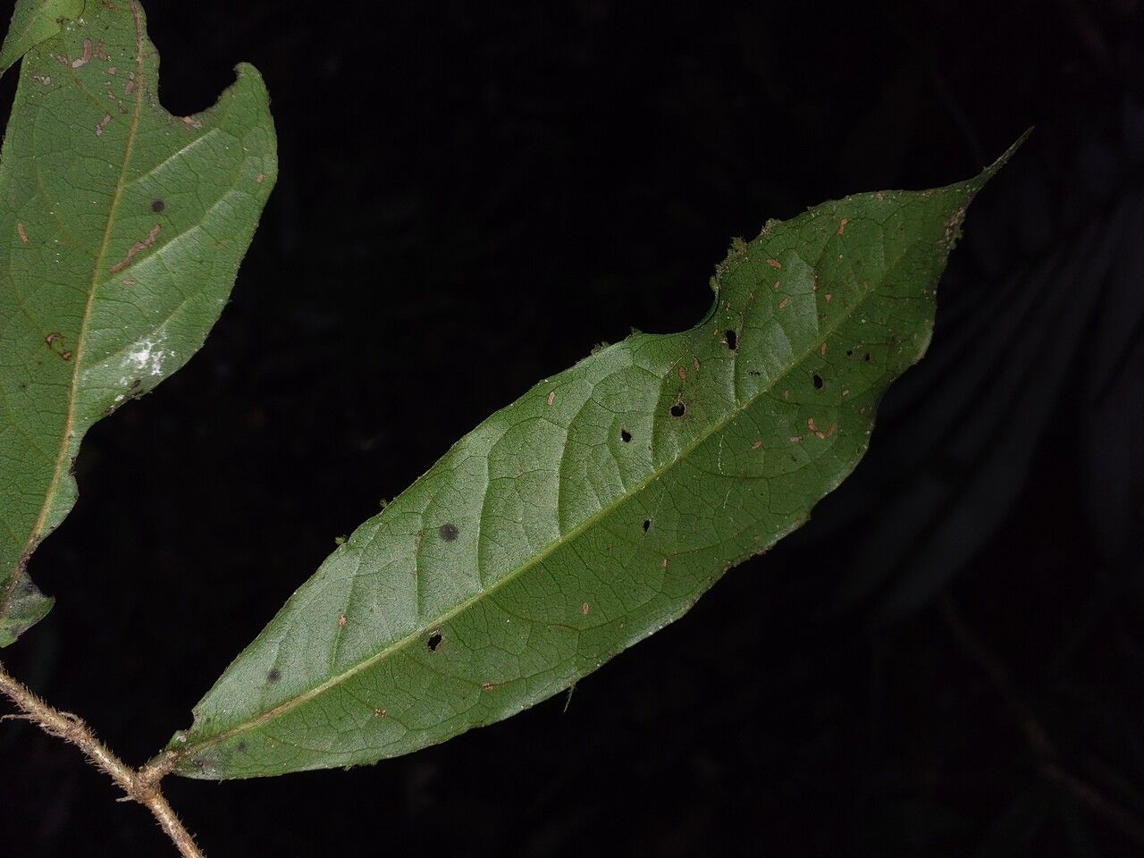 Hirtella racemosa leaf