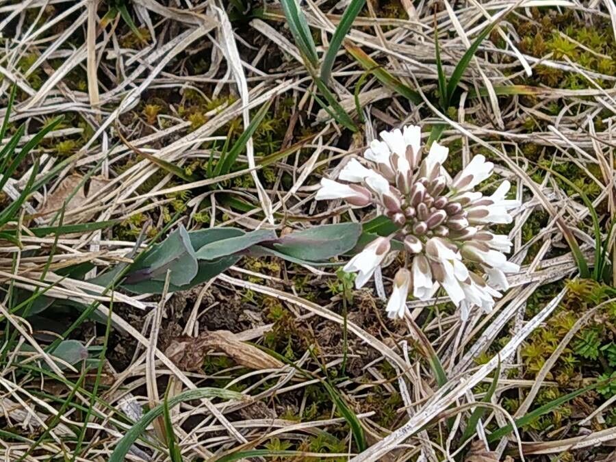 Noccaea praecox habit