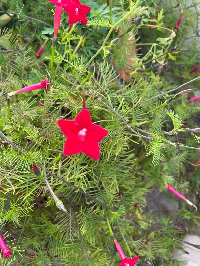 Ipomoea coccinea flower
