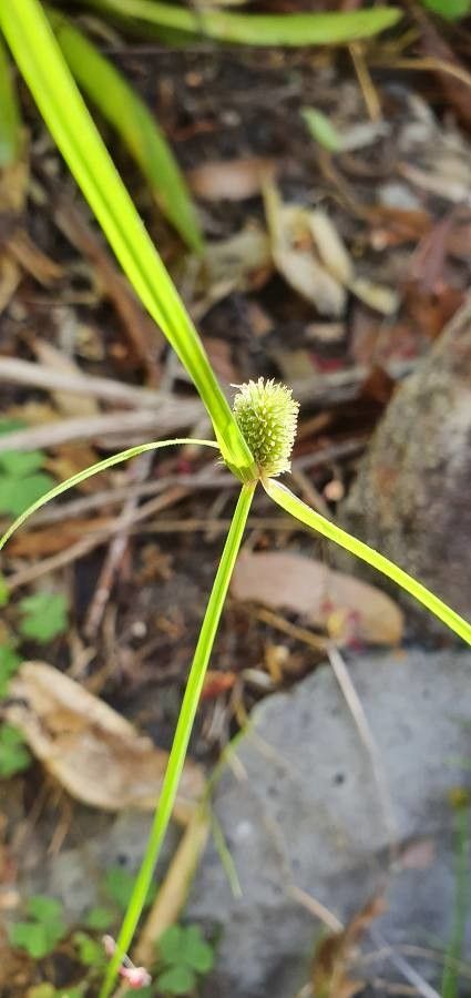 Kyllinga brevifolia — flood tolerant houseplant