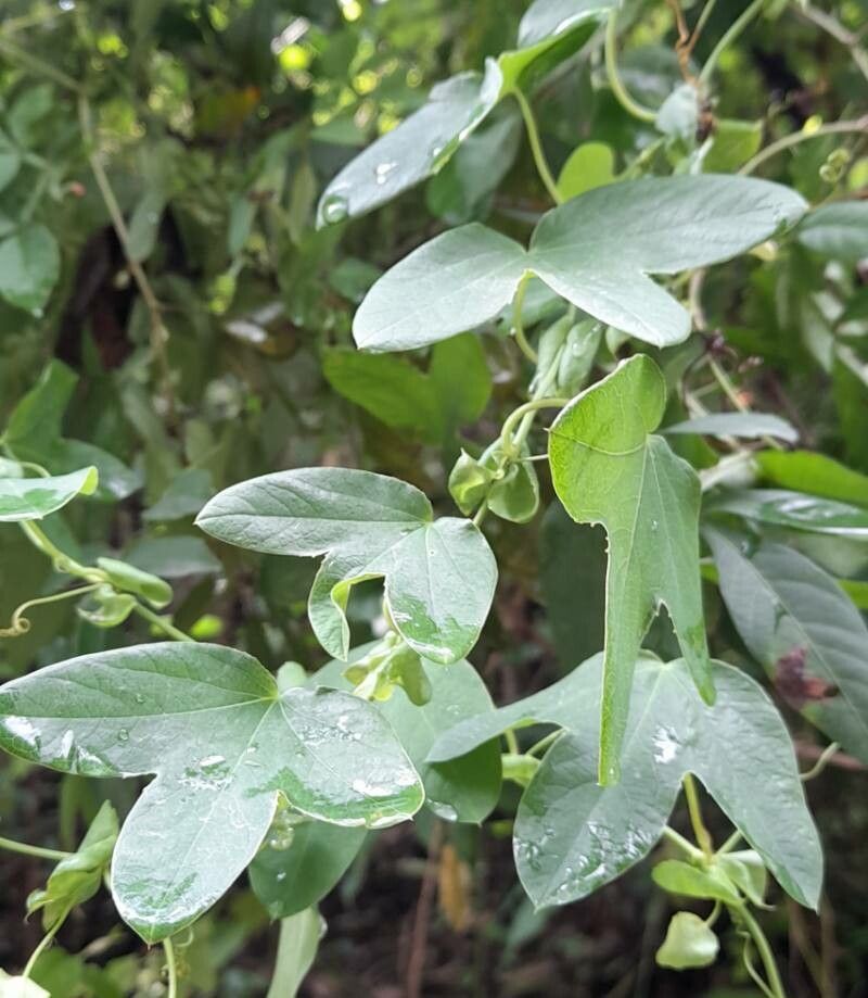 Passiflora tenuifila — houseplant care guide