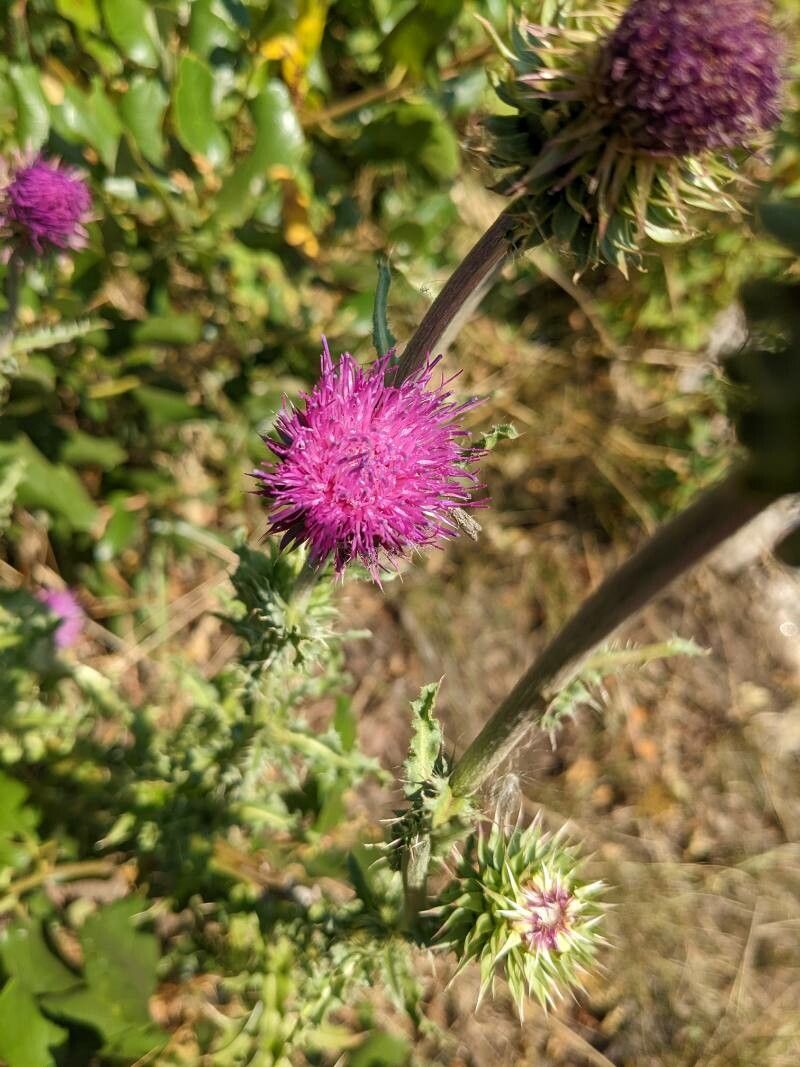 Cirsium subniveum — search result for 'Cirsium'
