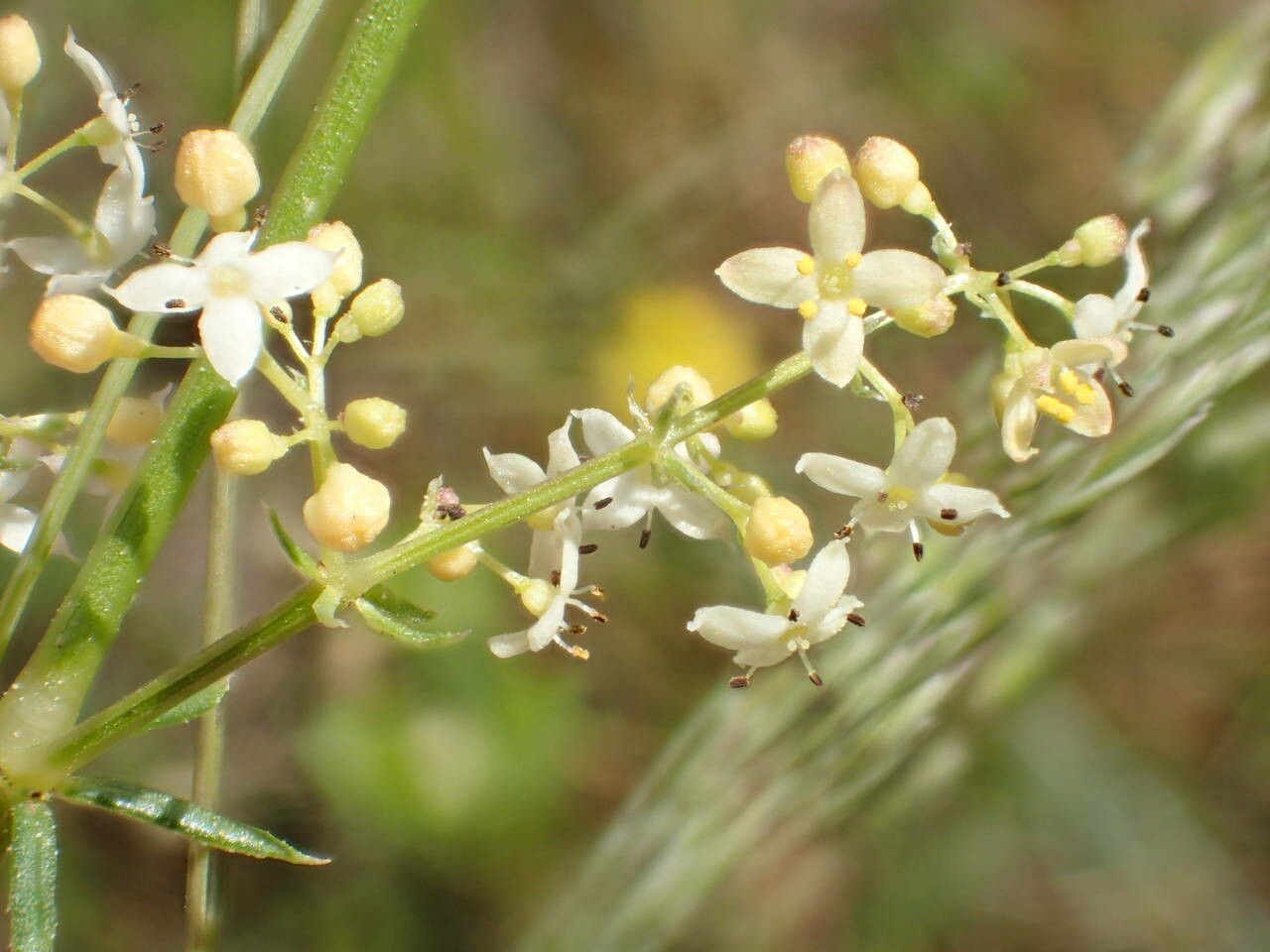 Galium corrudifolium flower