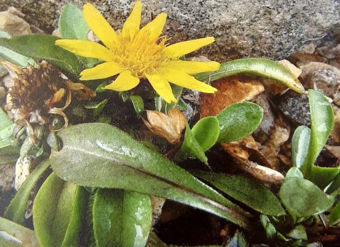 Inula acaulis — related species from the same genus