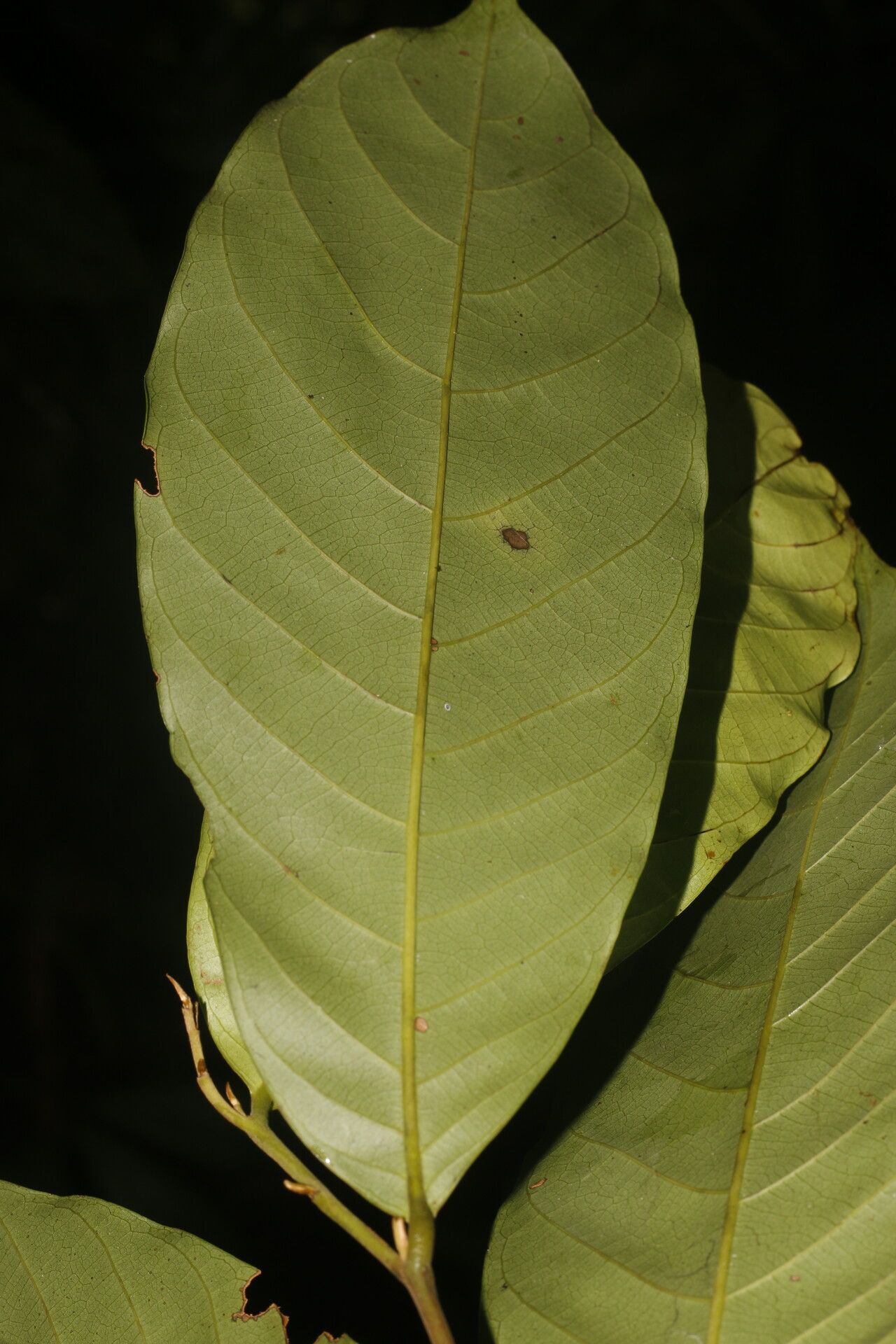 Unonopsis pittieri — houseplant care guide