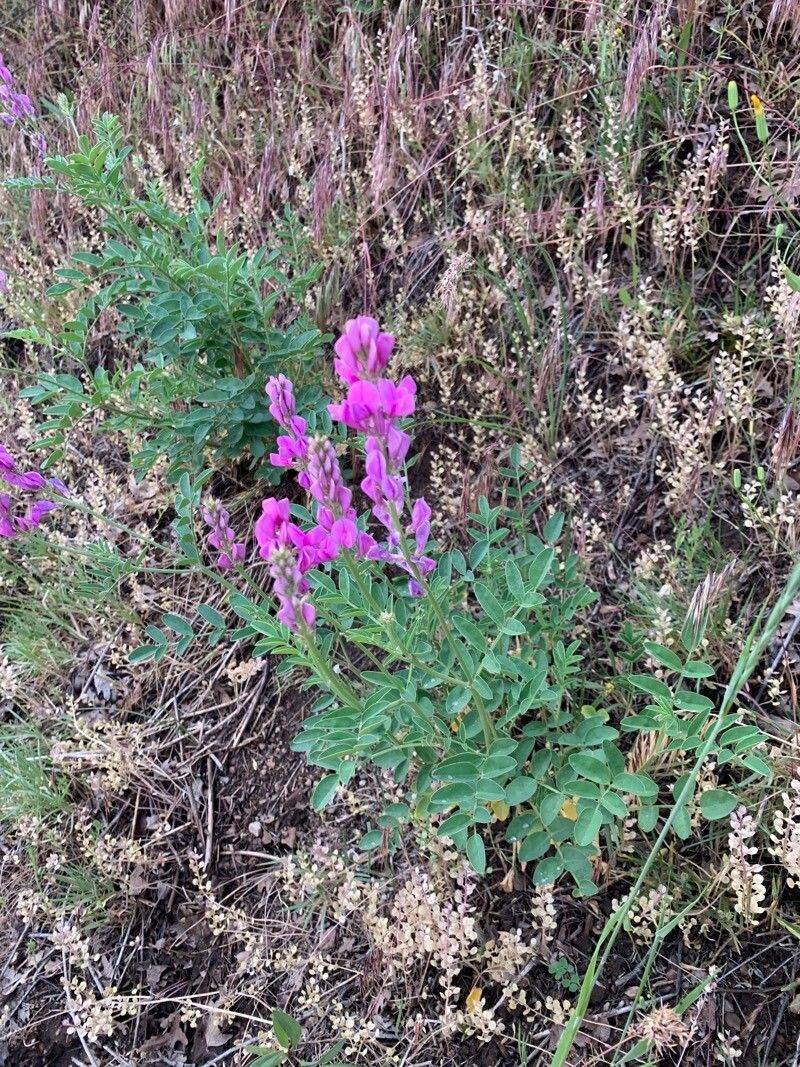 Hedysarum boreale — search result for 'western Canada'