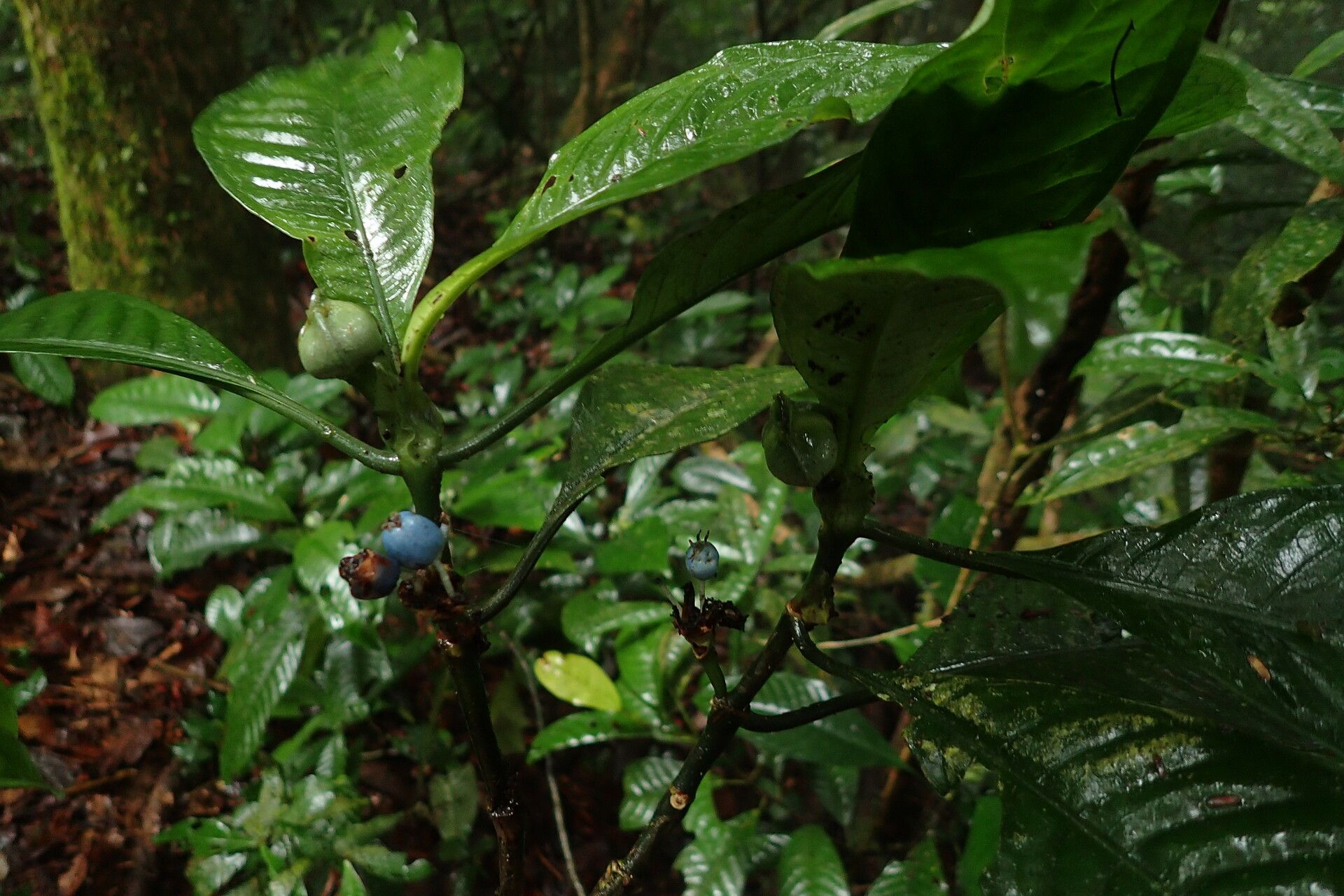 Psychotria thonneri fruit