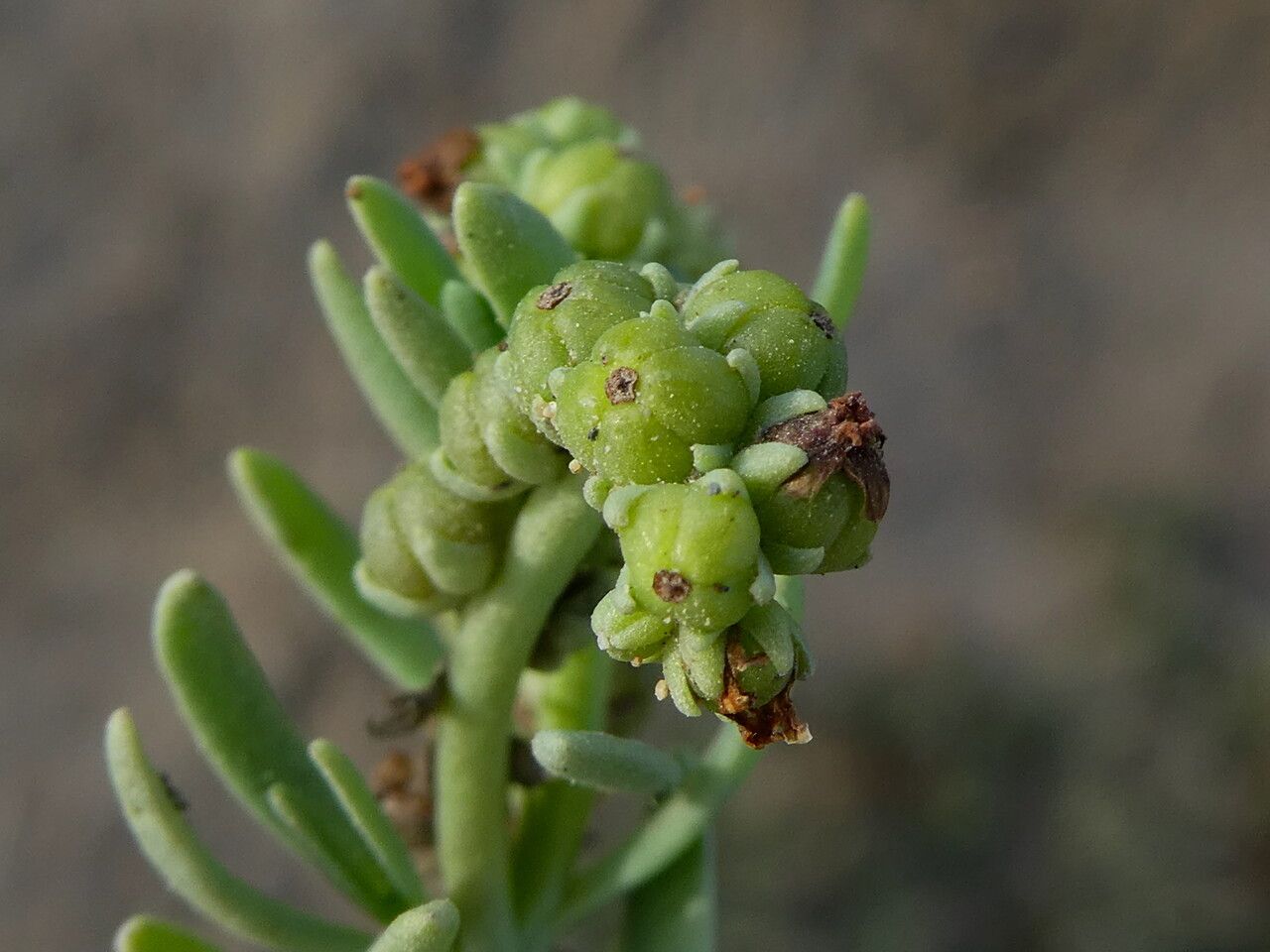 Heliotropium curassavicum fruit