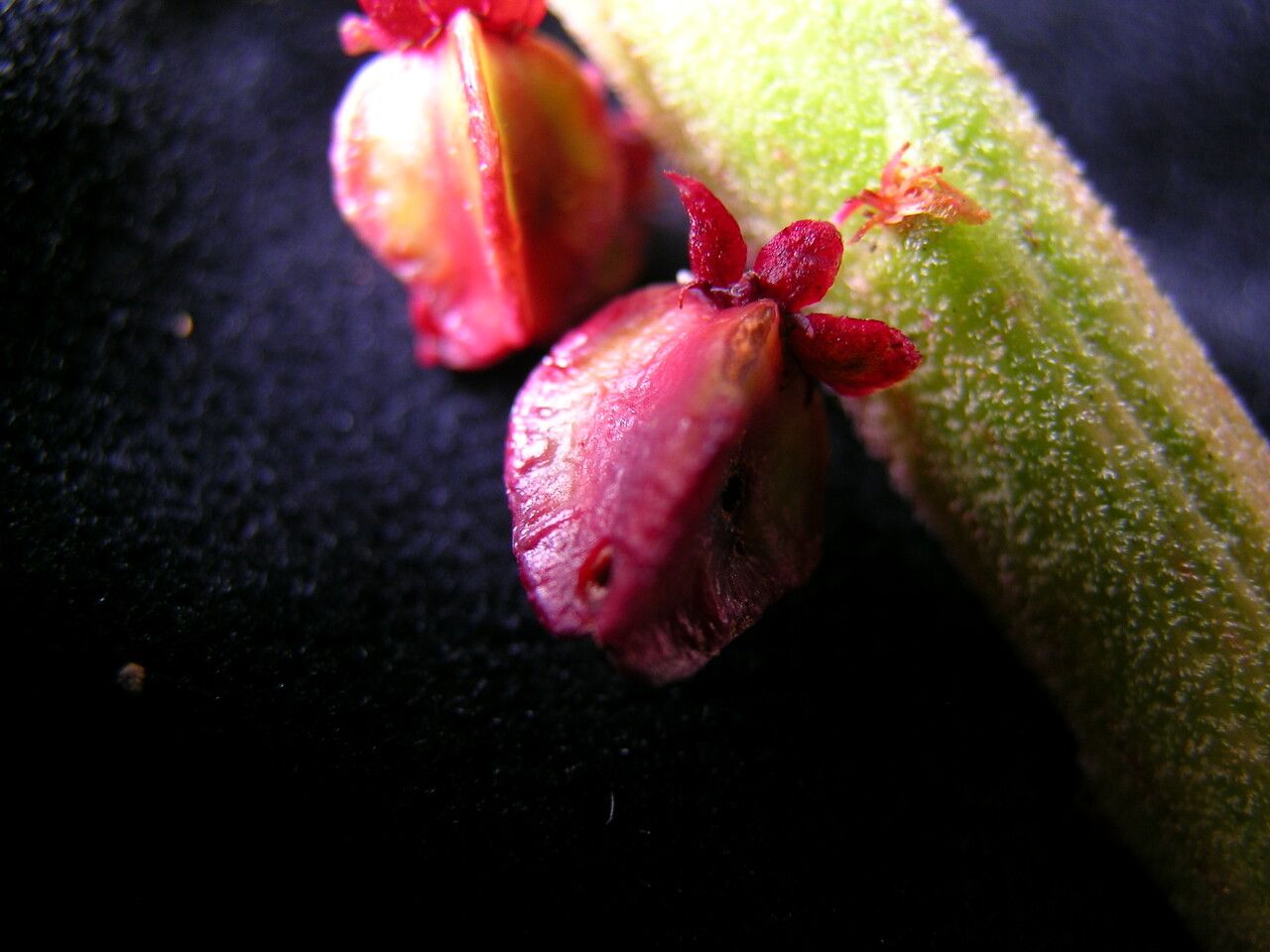 Rheum spiciforme — search result for 'Rheum'