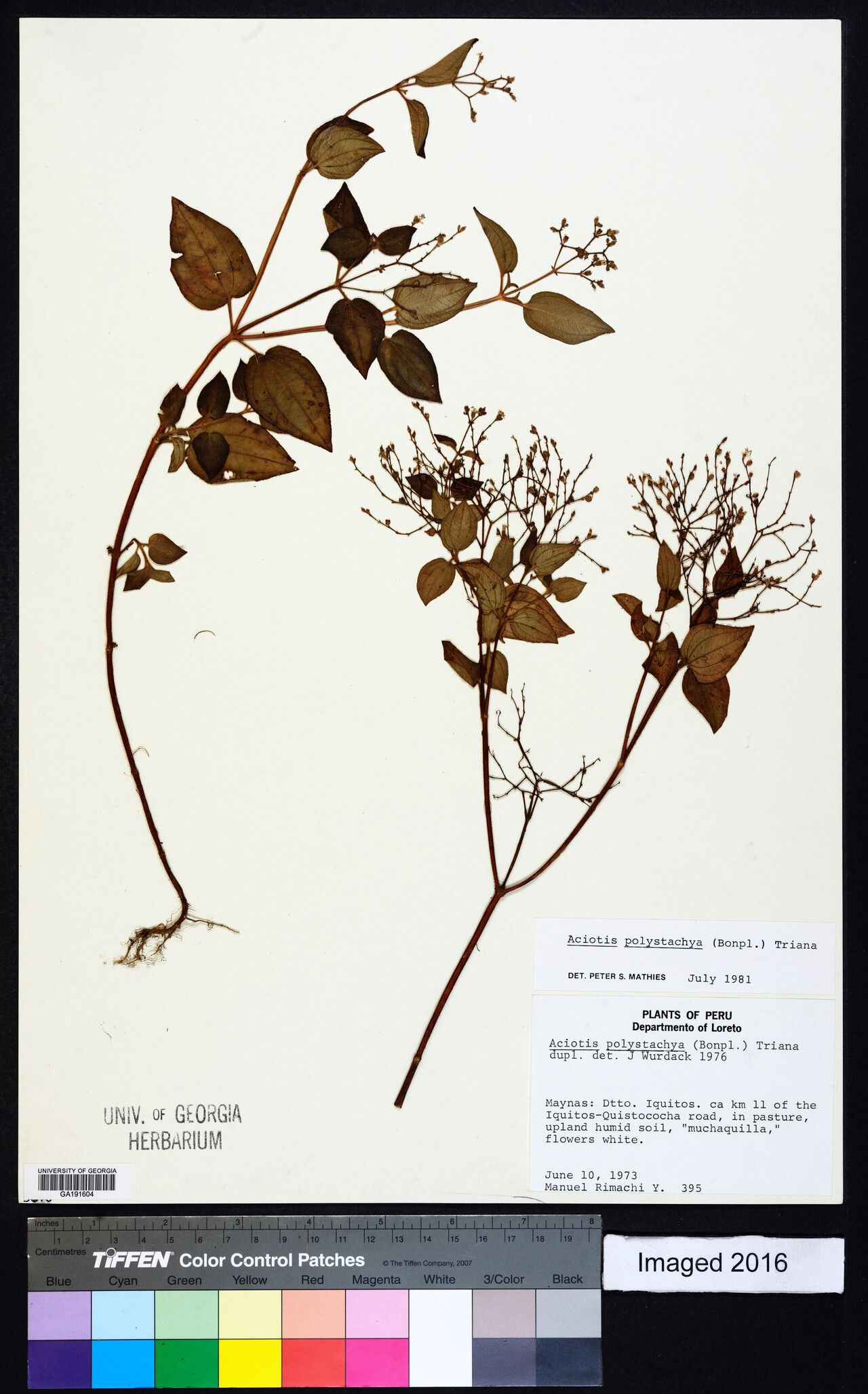 Aciotis polystachya other