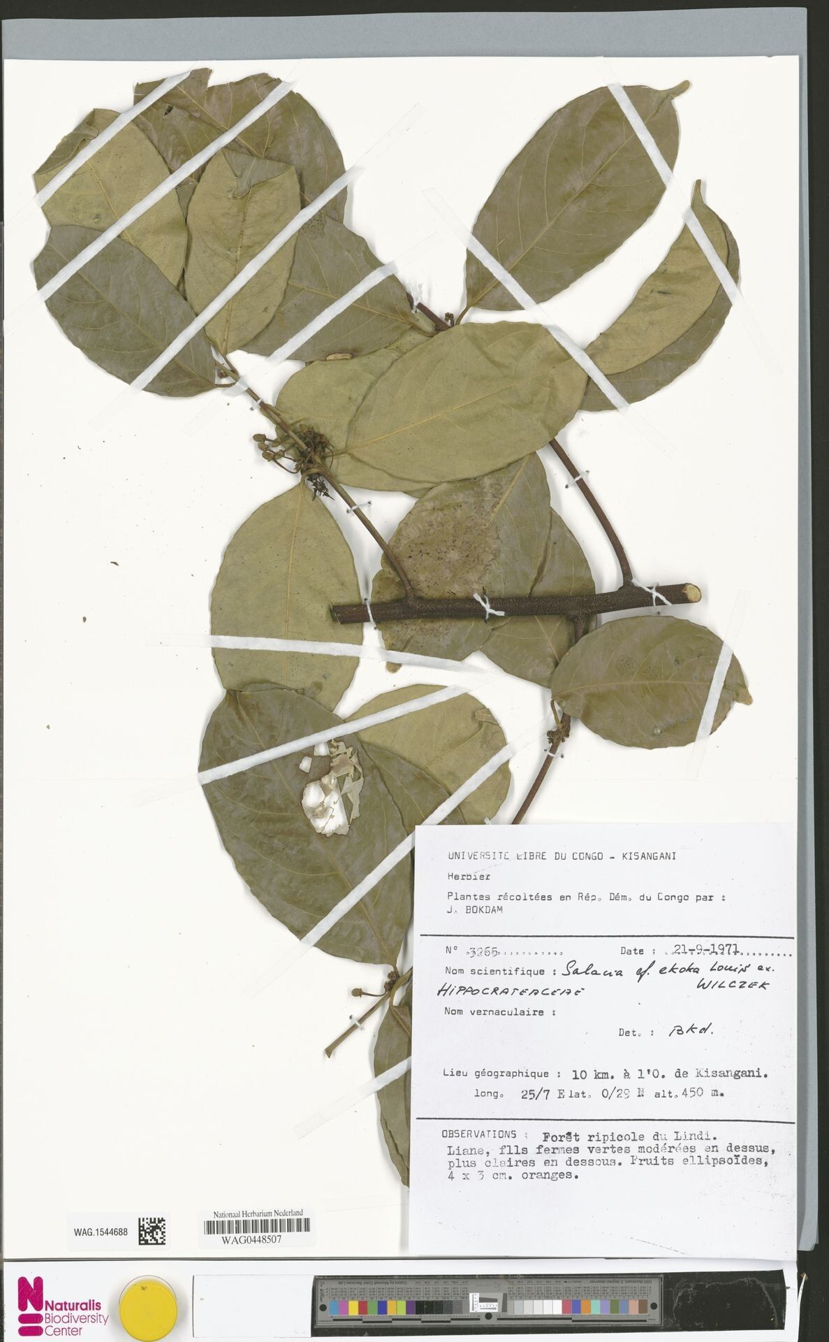 Salacia ekoka — houseplant care guide