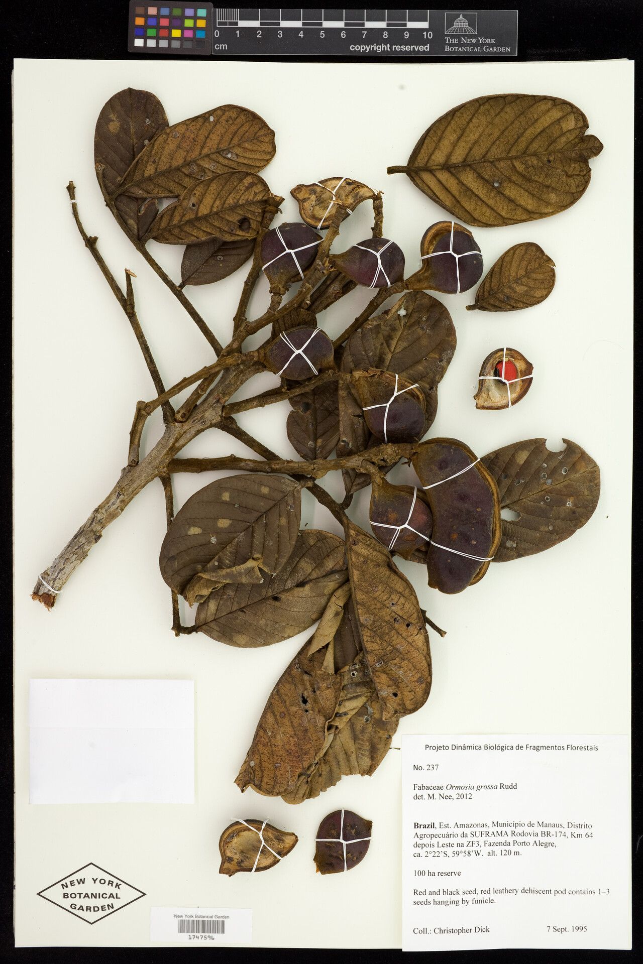 Ormosia grossa fruit