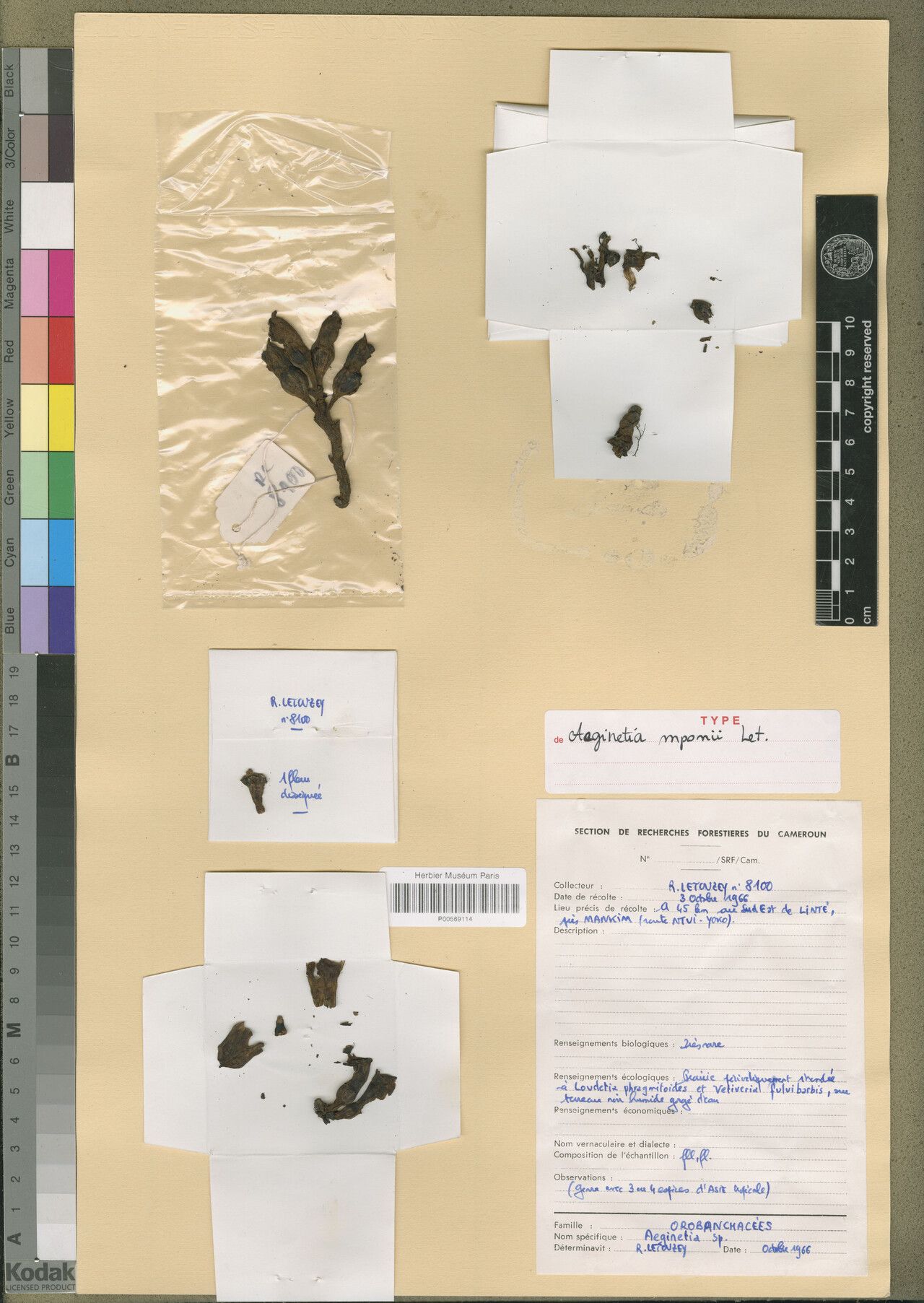 Aeginetia mpomii — related species from the same genus