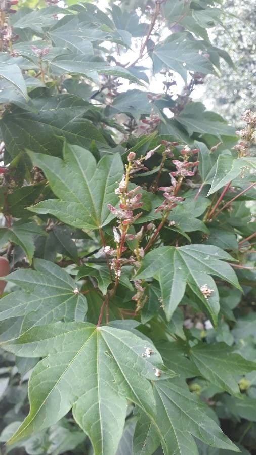 Acer erianthum flower