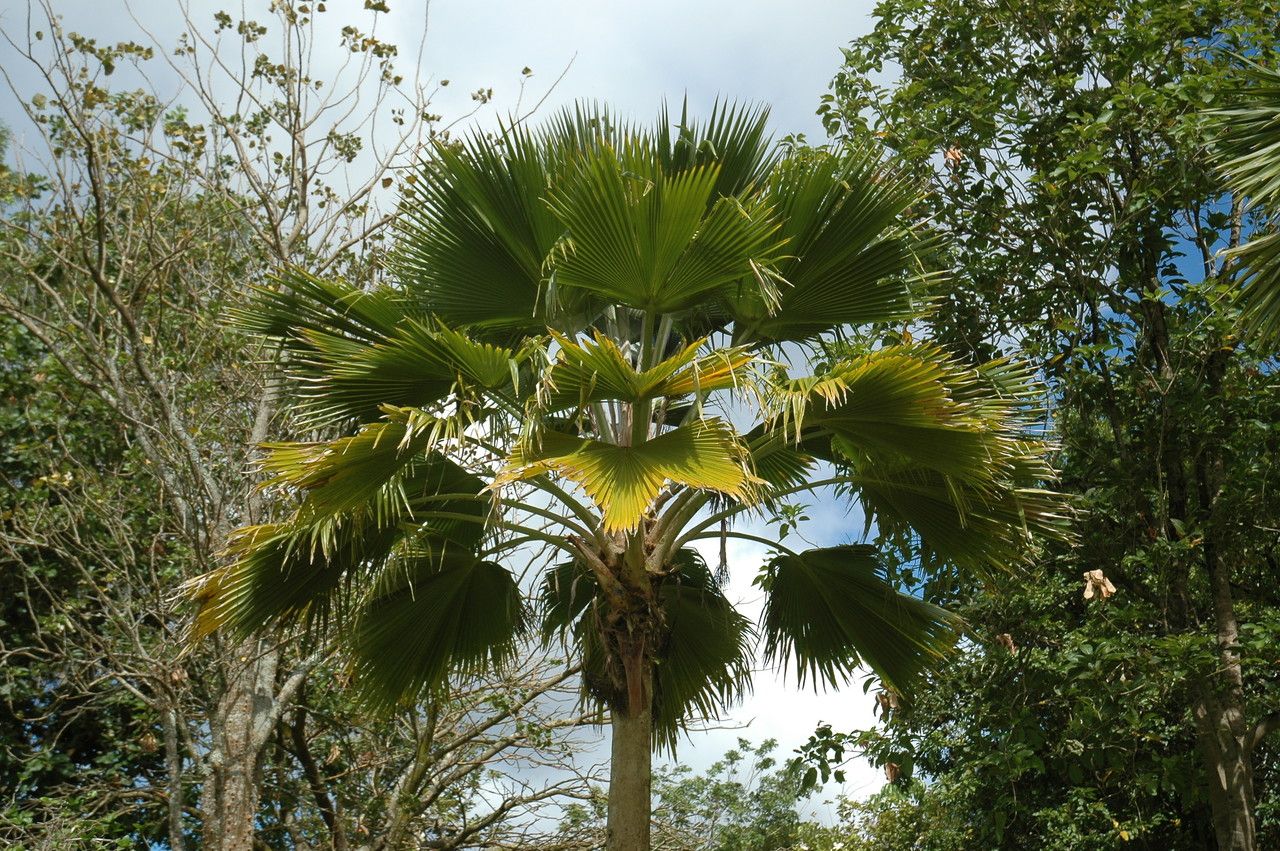 Pritchardia thurstonii — search result for 'Fiji'