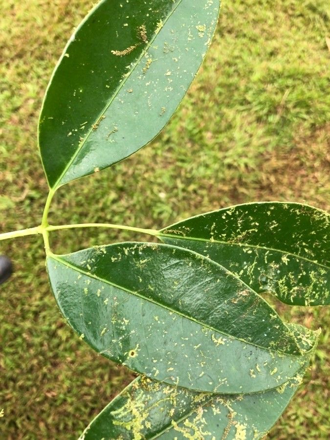 Schefflera brenesii leaf